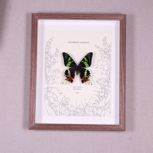 太阳蛾真标本装饰画摆件工艺品礼品真蝴蝶标本昆虫罕见生日礼物