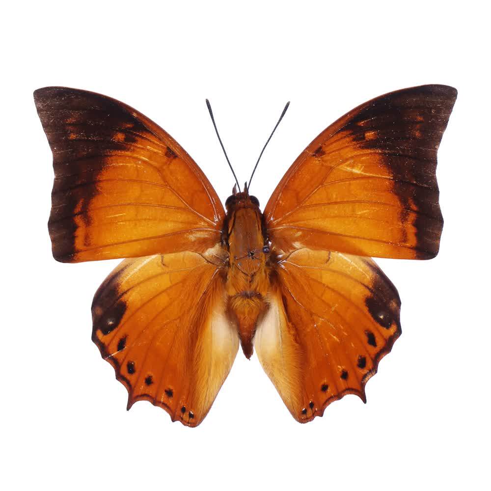 白带螯蛱蝶_mahawedi亚种 未展翅原蝶标本南美洲进口标本蝴蝶展品