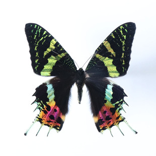 太阳蛾 原蝶标本A1/A-未展翅马达加斯加金燕蛾Urania ripheus饰品