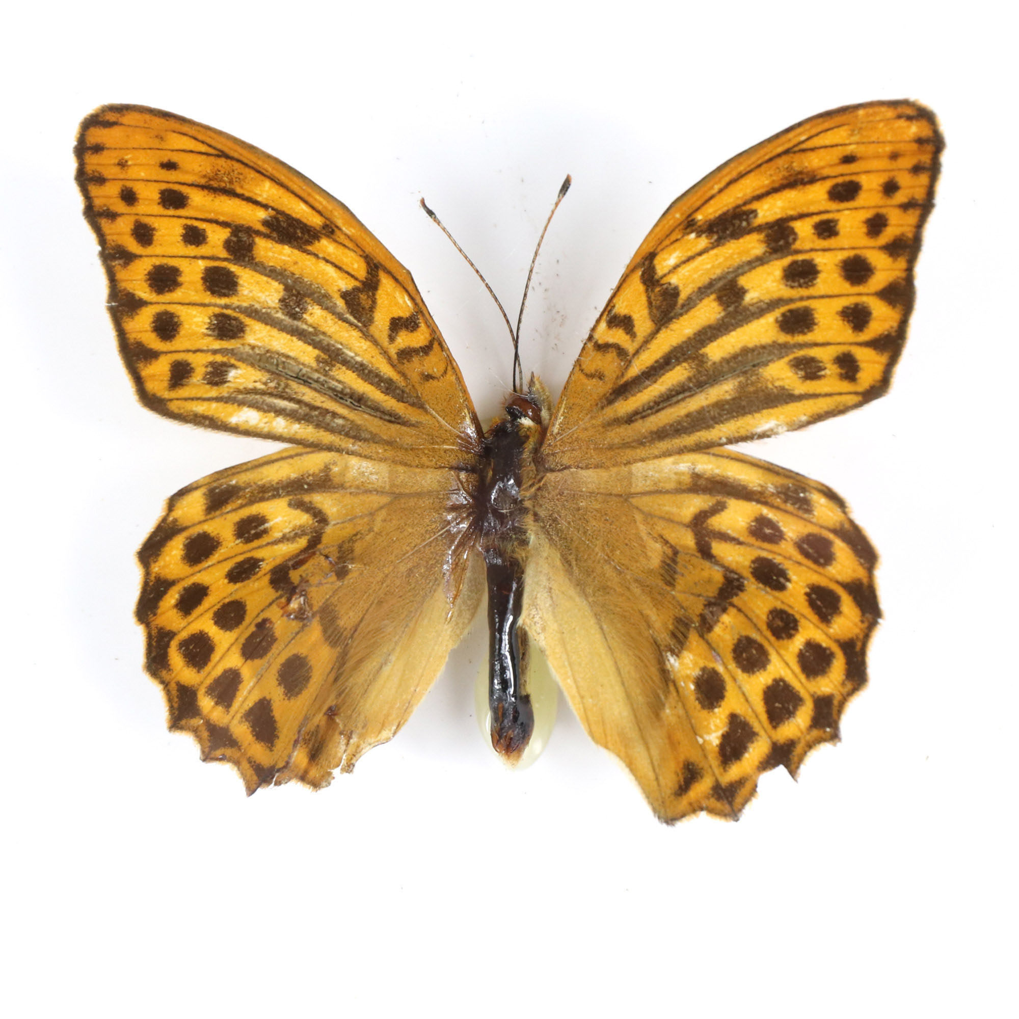 蝴蝶标本 科普教学 国内蝴蝶 真蝴蝶 蛱蝶科标本中昆未展翅原蝶