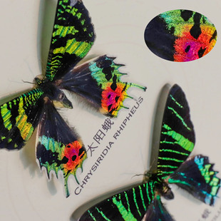 太阳蛾 月亮蛾 锦纹燕尾蛾 昆虫 标本 工艺品 真标本罕见生日礼物