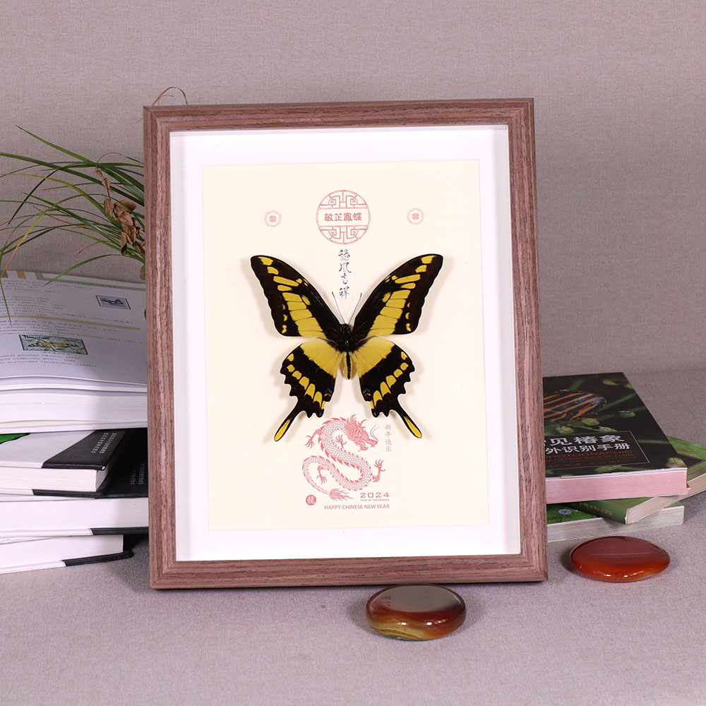 中昆装饰画蝴蝶进口标本