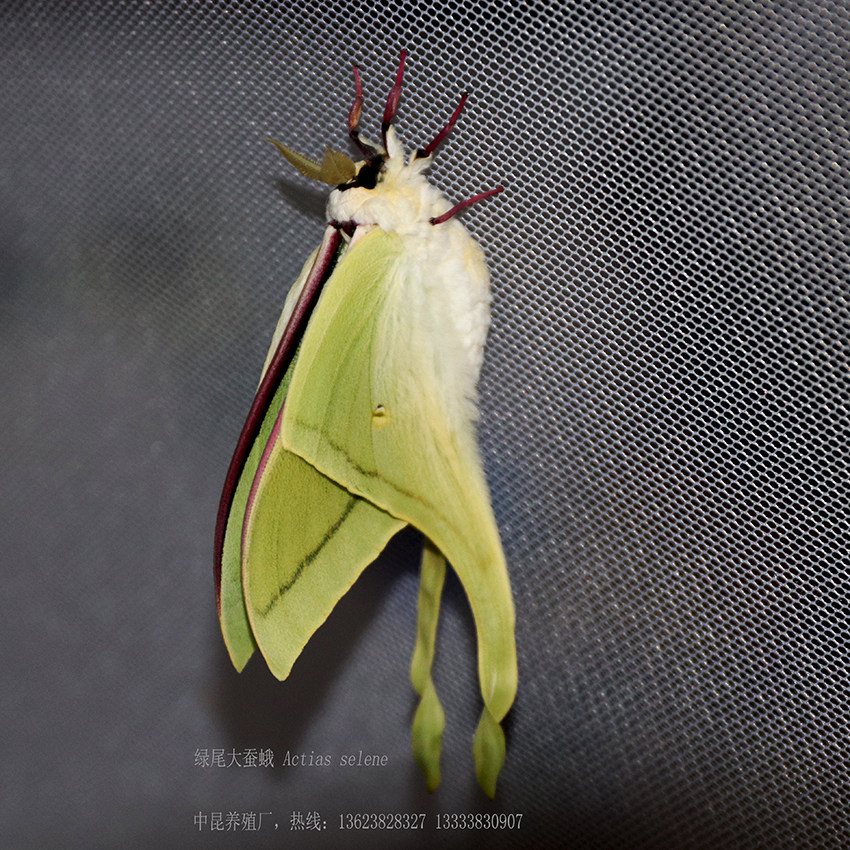 绿尾大蚕蛾标本出售中昆