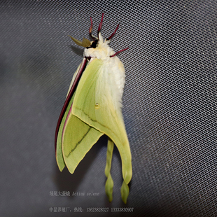 中昆：蛾标本 绿尾大蚕蛾标本 水清蛾 月神蛾 太阳蛾 锦文燕蛾