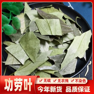 十大功劳叶500克包邮 功劳叶中草药 猫儿刺 八角刺 老鼠刺