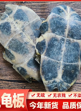 生龟板中药材龟板生龟板整块整块龟板粉下甲500g可磨粉