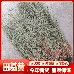 新货野生田基黄 田基王 地耳草 黄花草 雀舌草一斤包邮