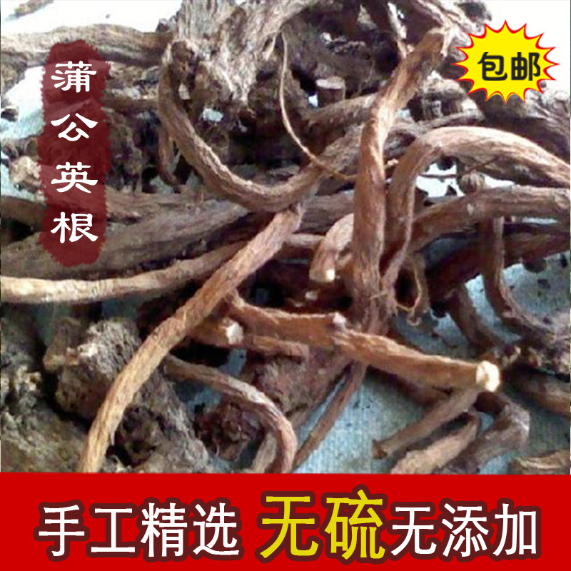 东北长白山野生蒲公英根茶谷谷丁
