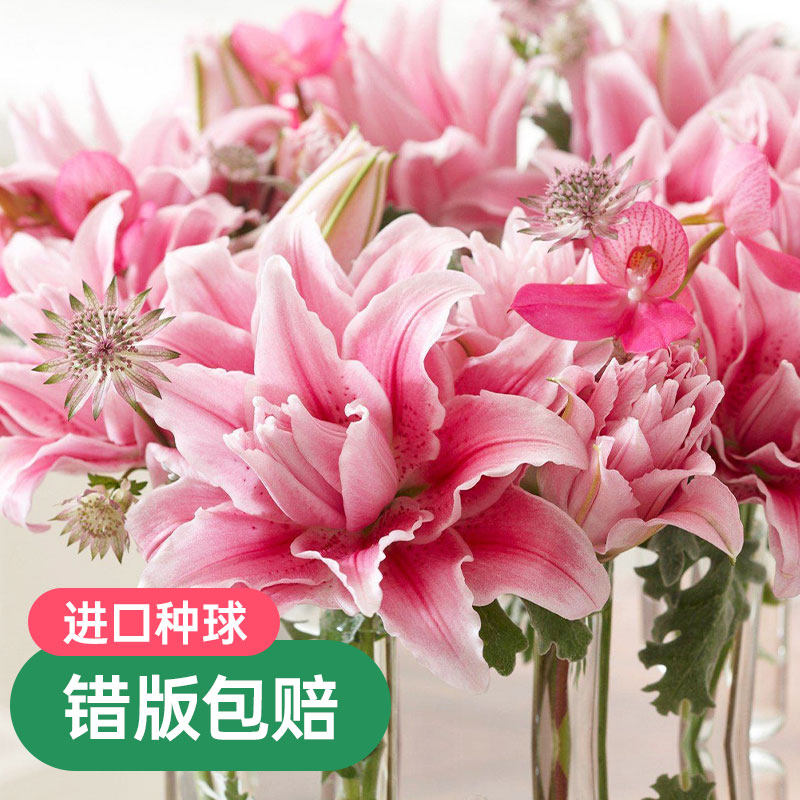 重瓣百合种球花卉进口香水百合铁炮盆栽虹越黄天霸伊萨贝拉冰美人