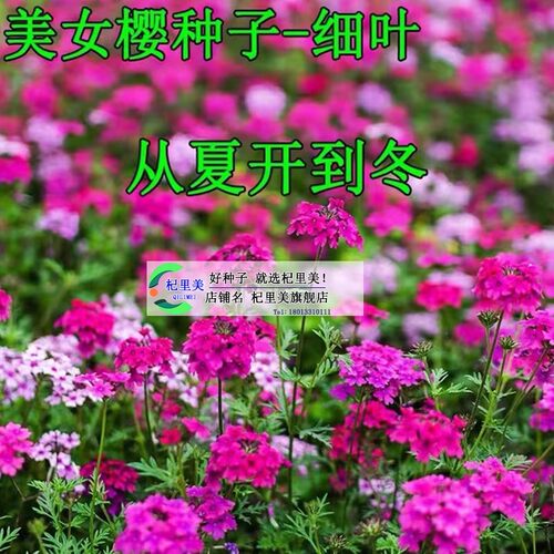 细叶美女樱种子见土就活花种美人樱盆栽铺地锦四季绣球美女籽