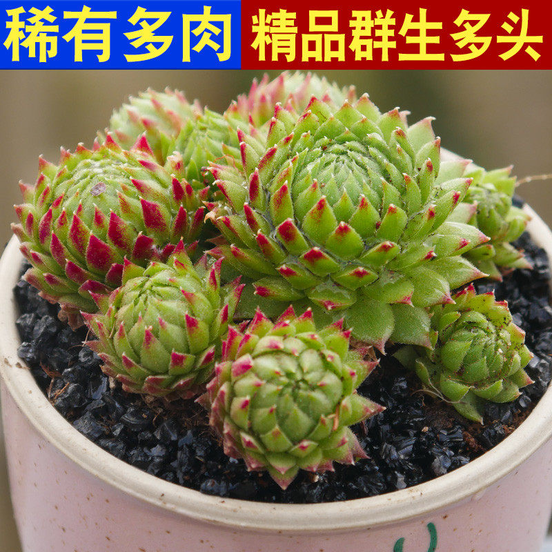 多肉植物长生草含盆带土爱德华群生易爆复活节彩蛋多肉植物趣味