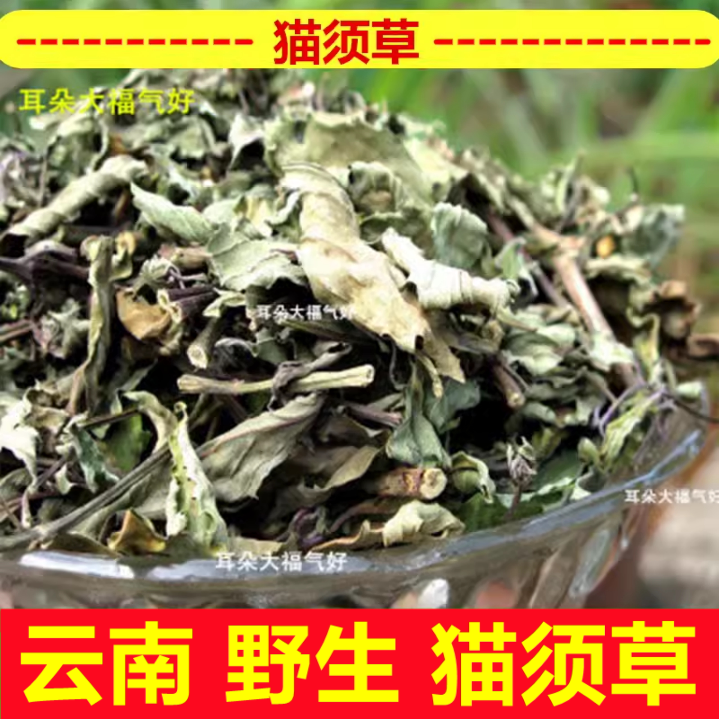 西双版纳野生猫须草肾茶化石草