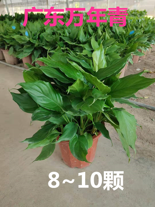 广东万年青盆栽花卉土培室内阳台易养耐寒办公四季常青大叶绿植