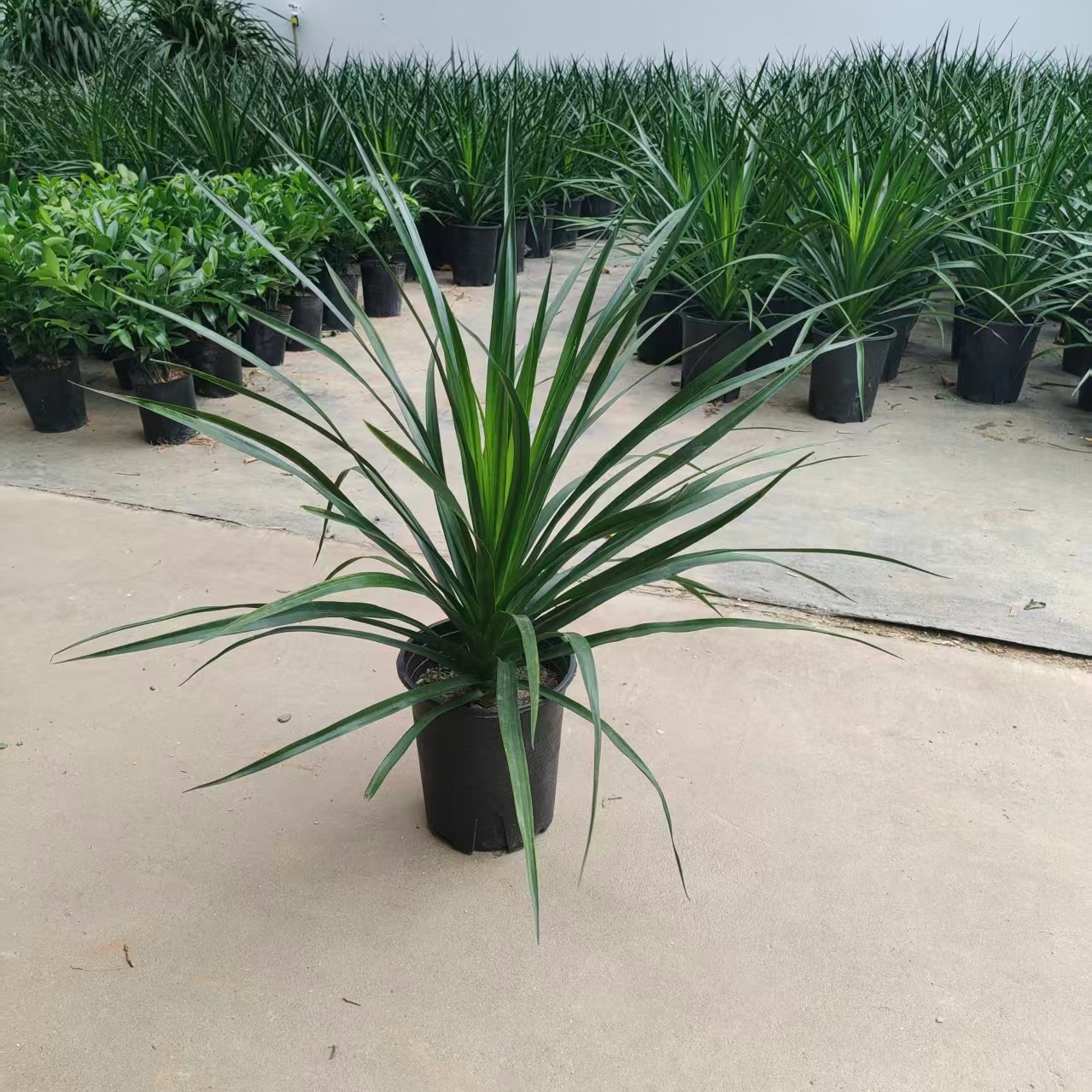 黑珍珠龙血龙须树苗绿植盆栽室内外阳台庭院净化空气观叶植物绿植