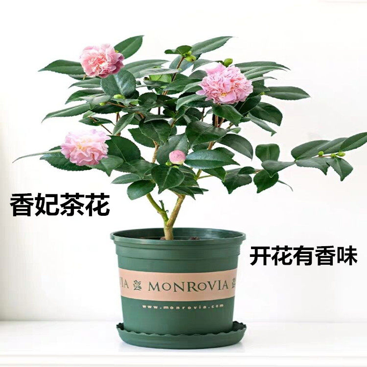 香妃茶花盆栽山茶花带花苞室内外观花植物阳台绿植开花有香味包邮