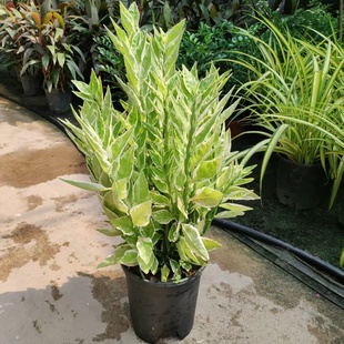 红雀珊瑚盆栽苗阳台庭院观叶植物办公室外绿化微景观好养活扭曲草