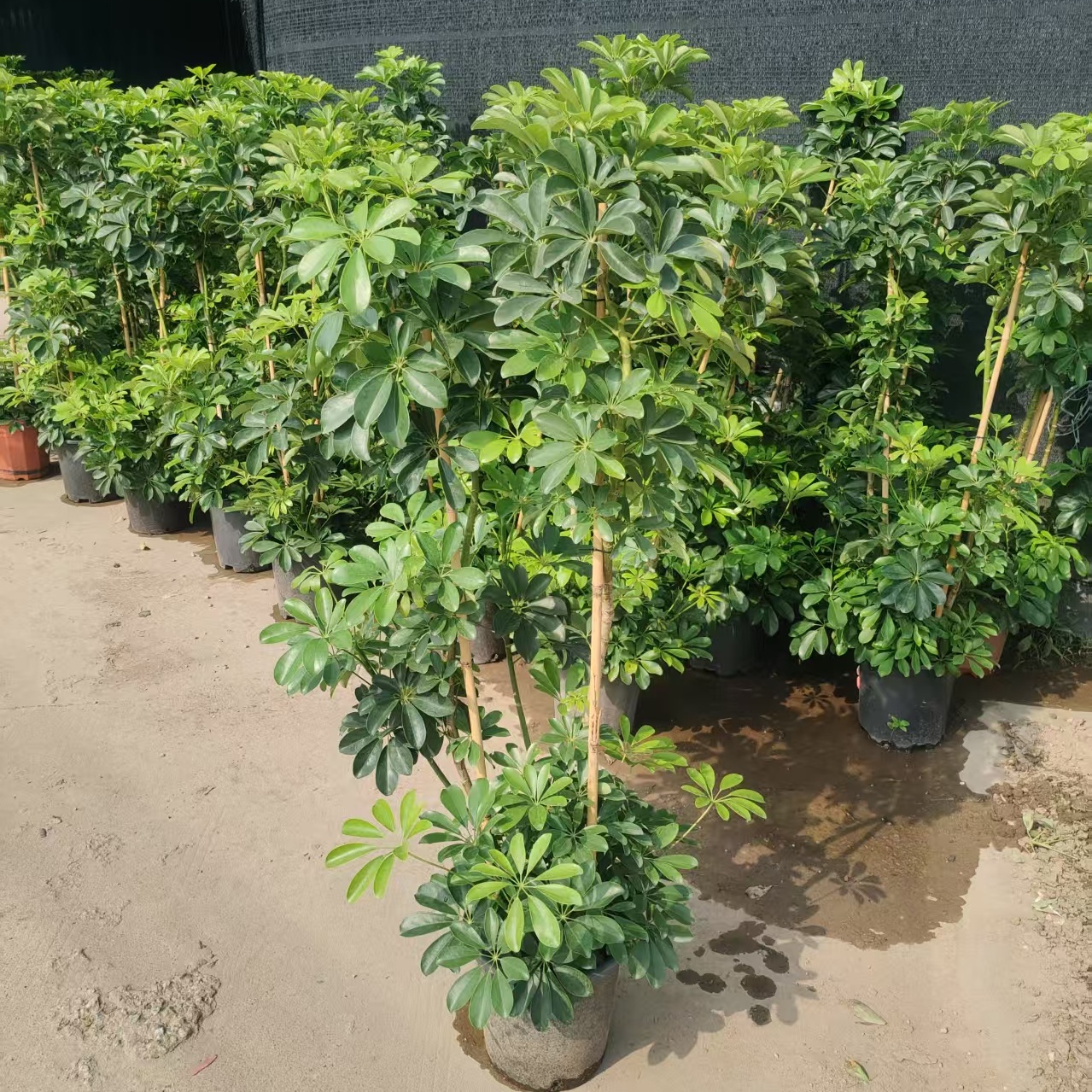造型鸭脚木大型客厅绿植盆栽花叶鸭掌木室内植物鹅掌财净化空气