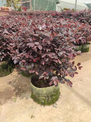 红花继木盆栽红继木庭院净化空气