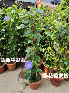 蓝牵牛盆栽大喇叭花宿根花卉会变色爬藤带花苞室外庭院阳台植物