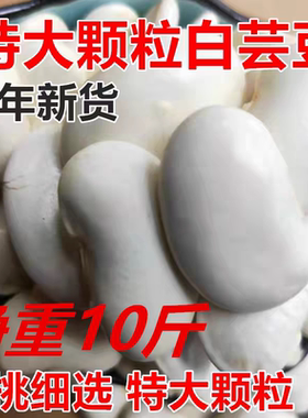 云南特产特大颗粒白芸豆5斤扁豆农家自产配红芸豆红腰豆煲汤原料