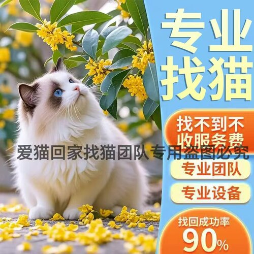 找猫找狗24小时紧急上门猫丢了找猫团队寻猫团队上门寻宠服务