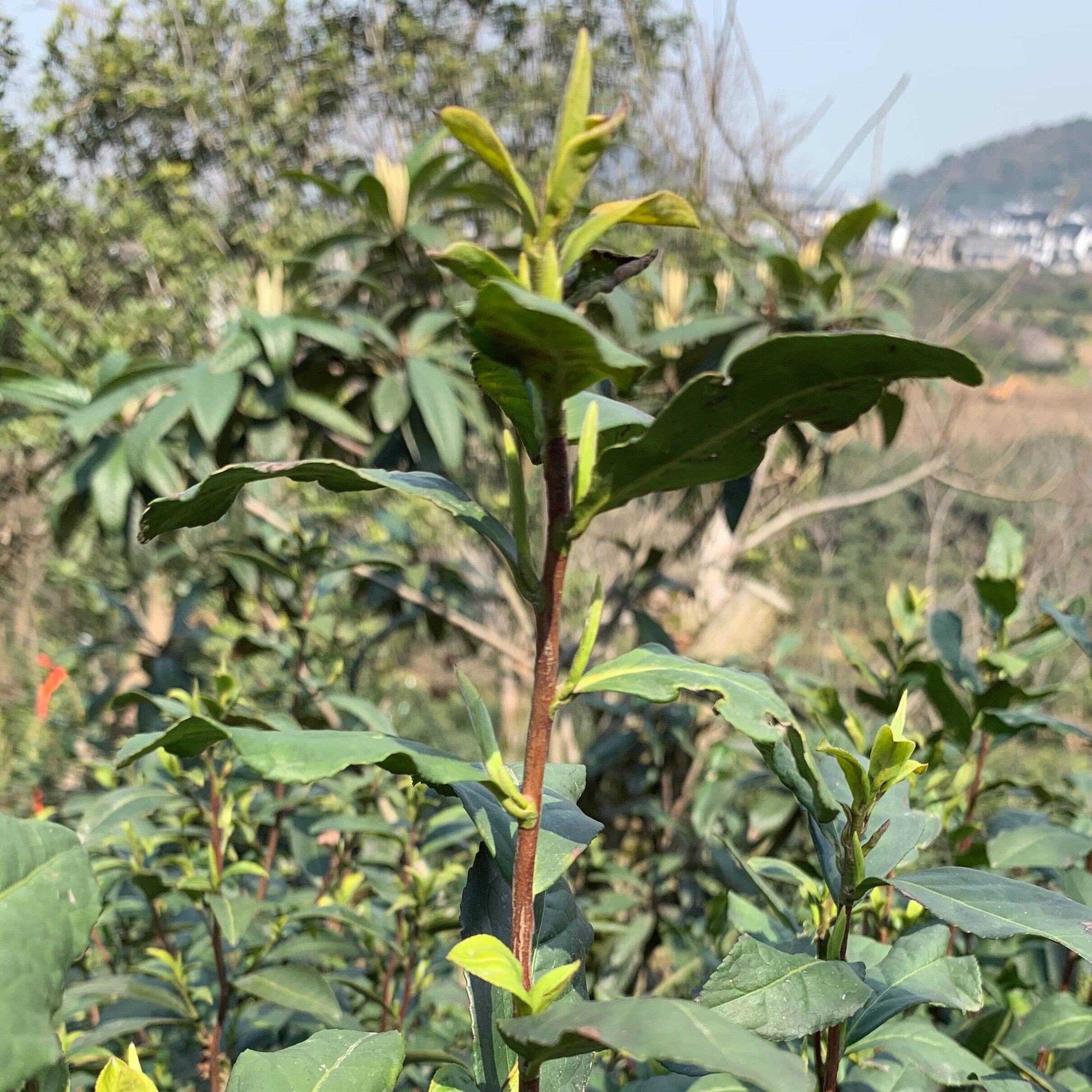洞庭碧螺春2026年新茶绿茶清明后中期炒青茶农西山老严纯手工250g