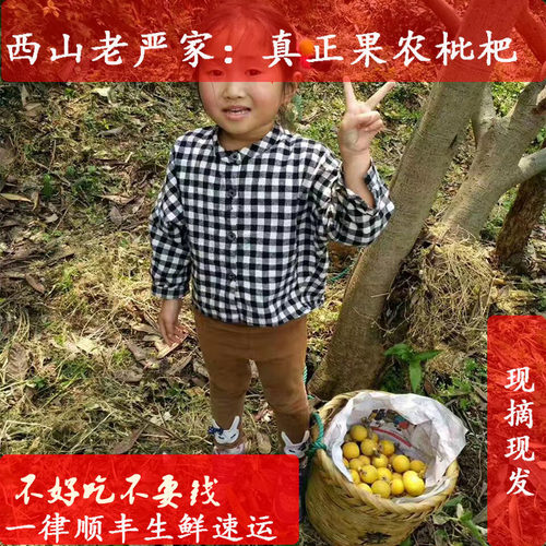 西山青种枇杷中小果实惠好吃甜