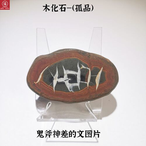 标本玛瑙标本一物一图木化石玛瑙