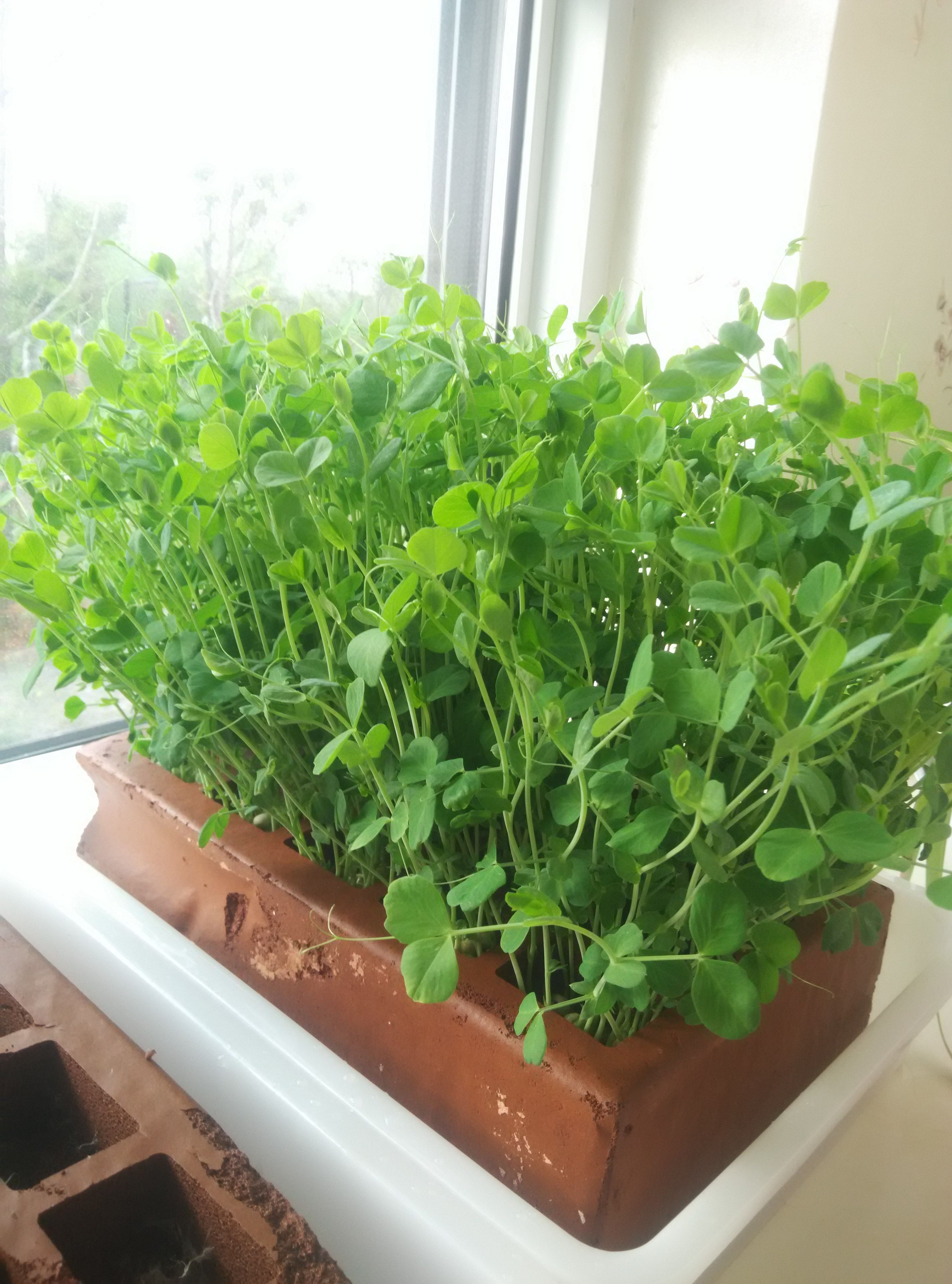 花卉绿植田园桌面