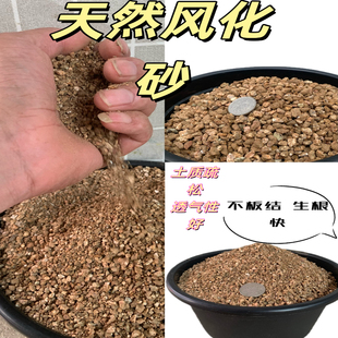 天然风化砂多肉颗粒土营养土透气透水好不板结生根快盆栽绿植家用