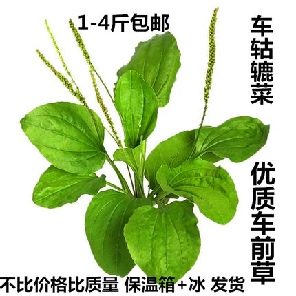 深山新鲜车前草纯天然正宗车前草茶干货整颗带根车前子中药材包邮