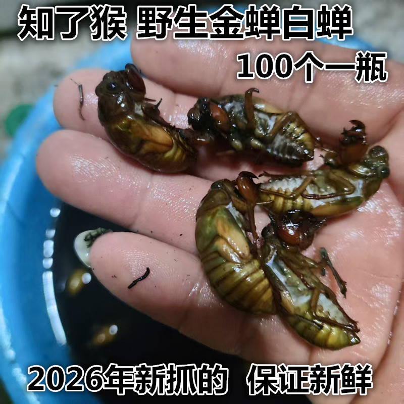知了猴2026年新抓金蝉白蝉新鲜脱壳蝉蛹银蝉速冻嫩知了爬叉结了龟