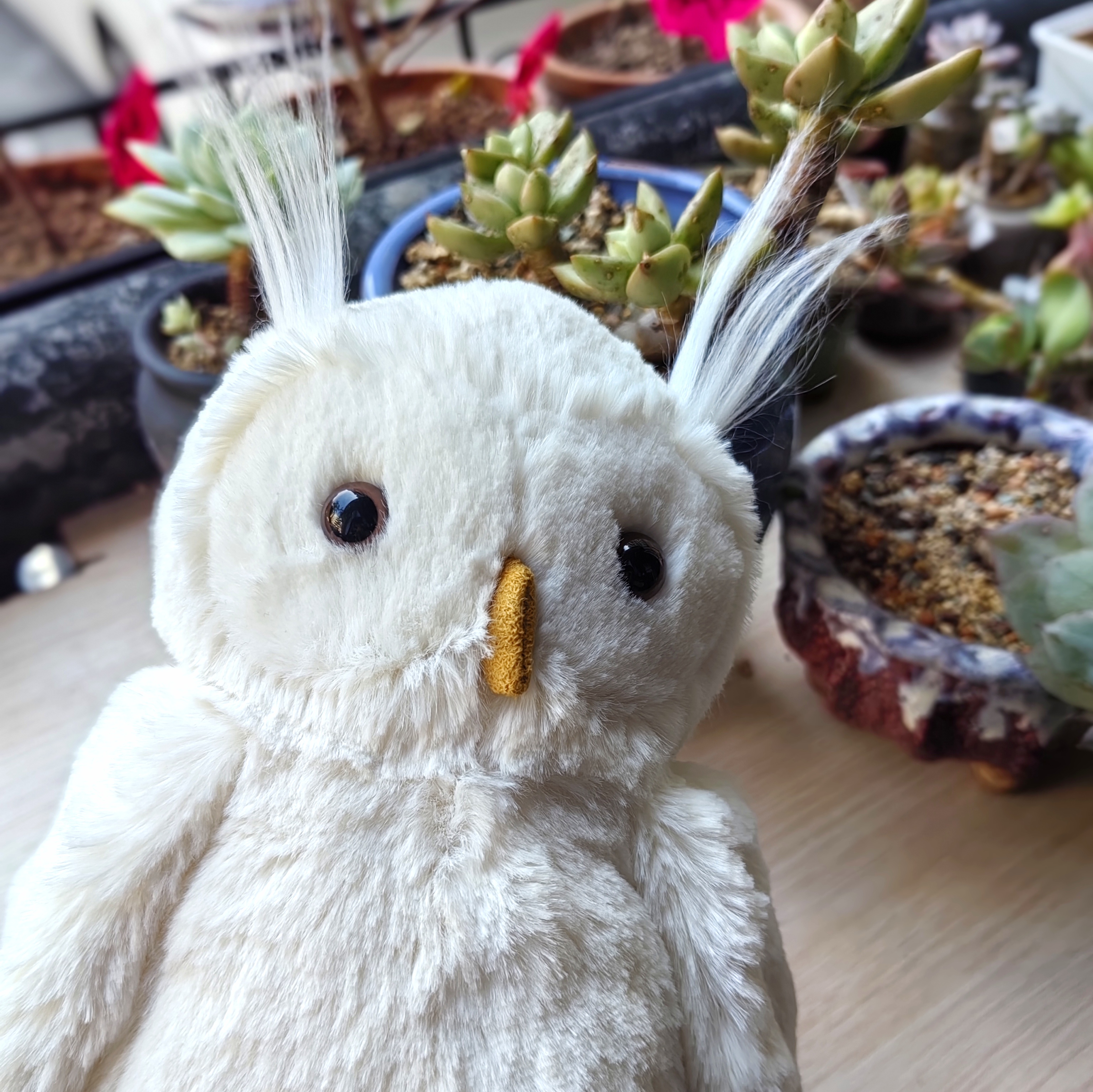 jellycat害羞猫头鹰 小白猫头鹰 可爱动物毛绒玩具 呆萌版海德薇