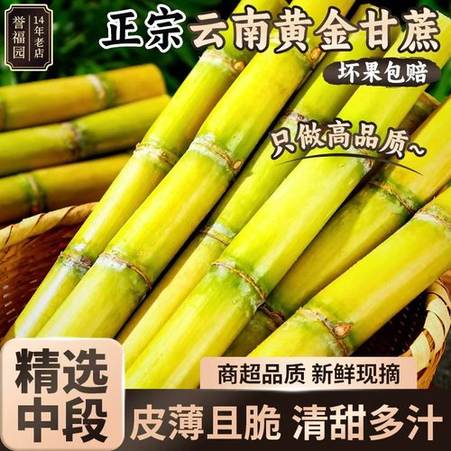 正宗云南黄金甘蔗9斤新鲜水果黄皮去皮甜杆批发脆甜中段整根包邮