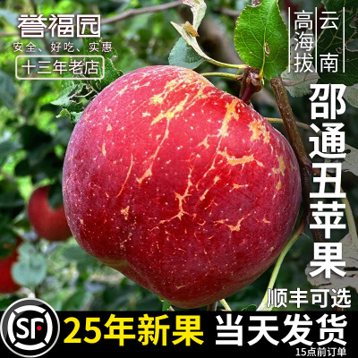 云南昭通市丑苹果水果新鲜整箱当季10斤富士糖心苹果红露绍通包邮