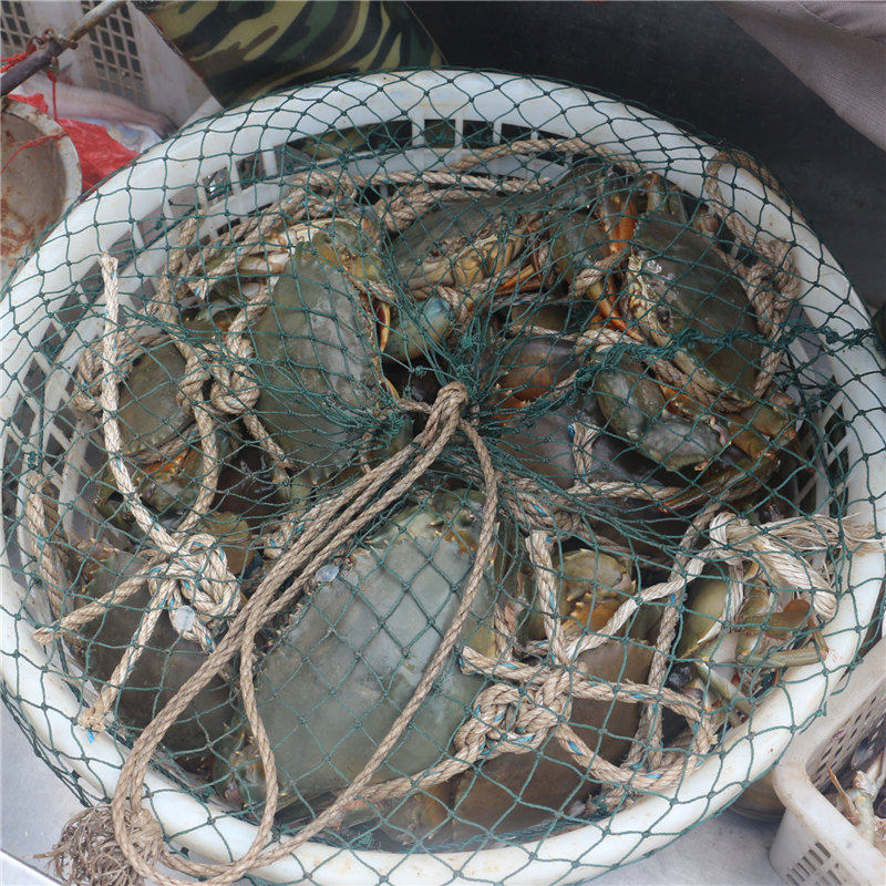 大鲜 温州苍南野生青蟹鲜活红膏蟹海蟹螃蟹蝤蛑母蟹 称重多退少补