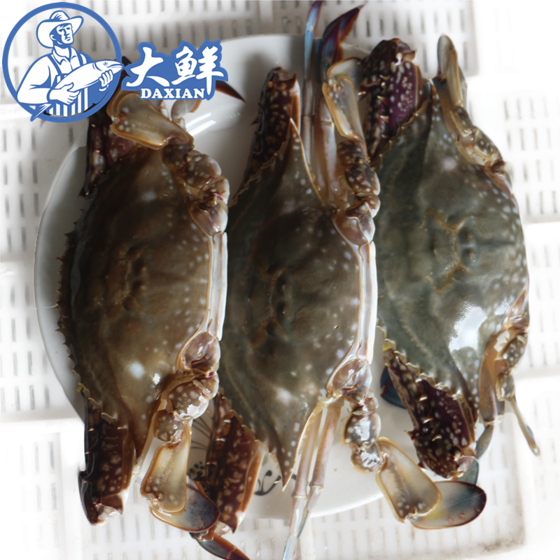 温州炎亭特产海鲜梭子蟹 野生鲜青蟹