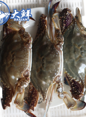 温州炎亭特产海鲜梭子蟹 野生鲜活海蟹 白蟹 野生螃蟹2.5/3斤时价