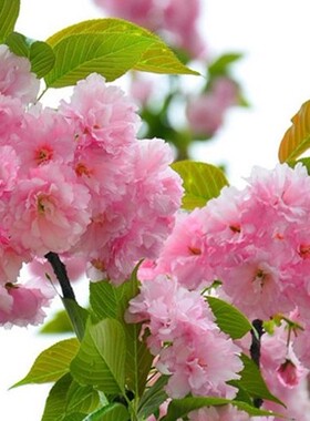樱花树苗南北方种植日本晚樱庭院地栽盆栽吉野樱花小苗绿化工程苗