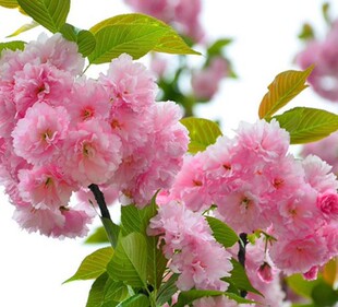 樱花树苗南北方种植日本晚樱庭院地栽盆栽吉野樱花小苗绿化工程苗