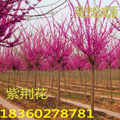 紫荆花苗 紫荆树苗 满条红紫荆苗 观赏树苗 园林绿化苗木 行道树