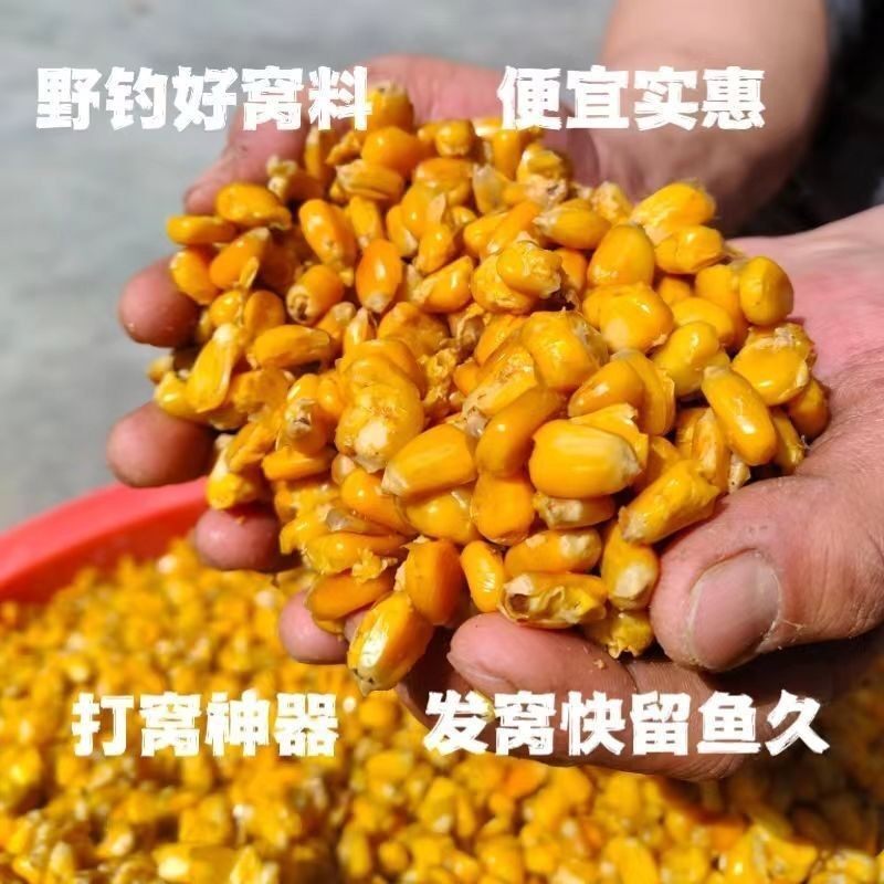 新鲜发酵玉米酒糟钓鱼饵料打窝料野钓鲫鱼鲤鱼草鱼青鱼饵窝料批发