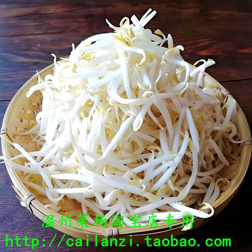 温州发货 新鲜绿豆芽黄豆芽任选 木桶古法超脆胖豆芽 已切根 500g