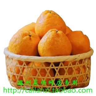 温州特产 大果瓯柑 苦橘 三垟湿地 产地出品 本地农产品 500g