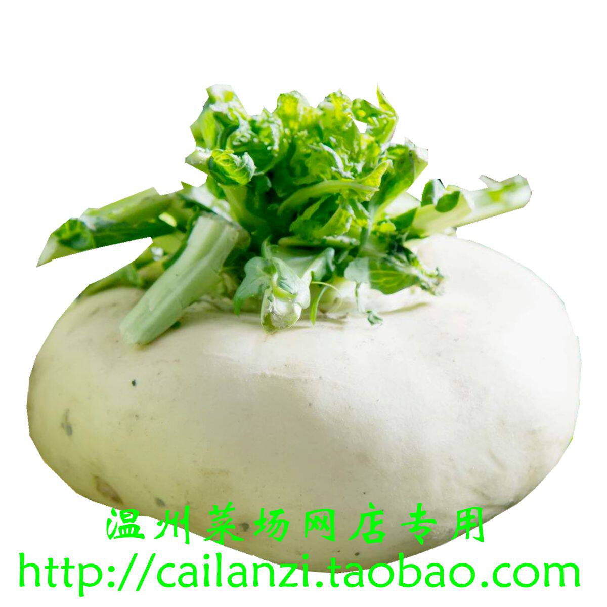 温州特产 新鲜盘菜 农家自产 高山蔬菜 脆香甜爽 1000g