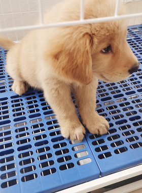垫子树脂塑料网格猪仔防水防潮