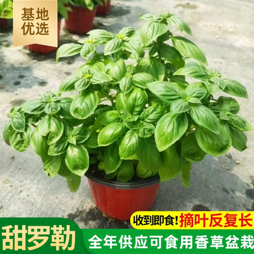 可食用意大利甜罗勒盆栽九层塔金不换薄荷迷迭香欧芹莳萝香草植物