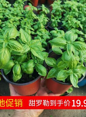 basil甜罗勒可食用盆栽可开票