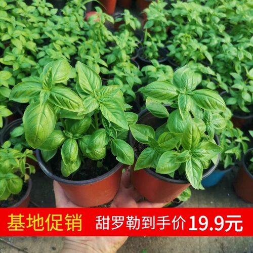 basil甜罗勒可食用盆栽可开票