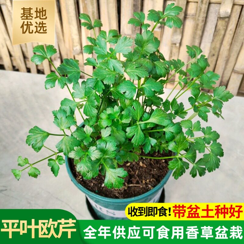 香草阳台装饰配菜沙拉可食用